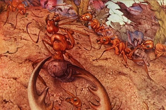 Edward Julius Detmold