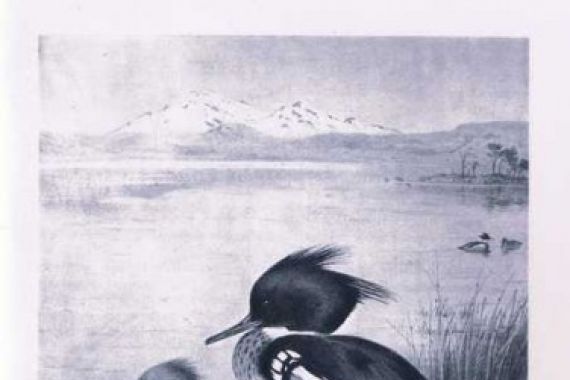 Edward Neale