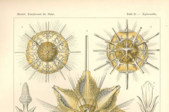 Ernst (after) Haeckel