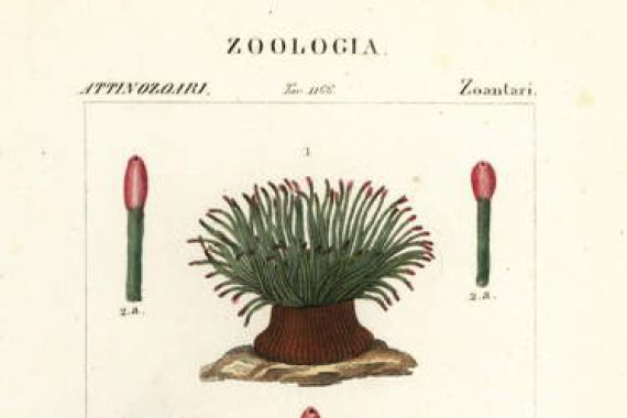 Finocchi Finocchi
