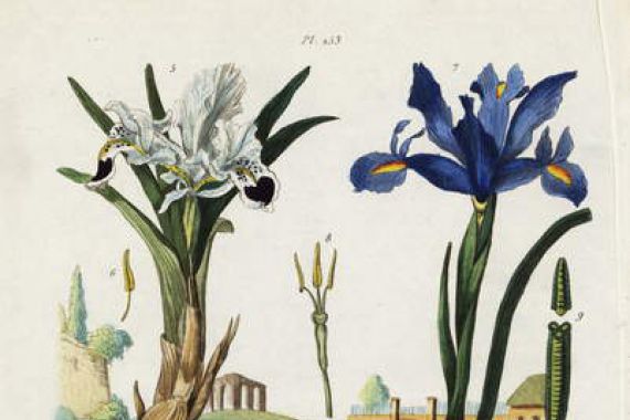 Jacques Reyne Isidore Acarie Baron