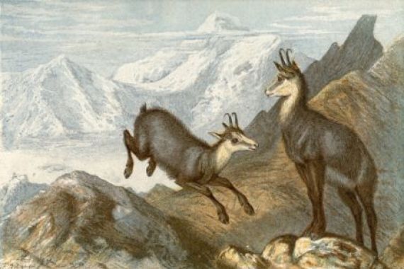 Johann Baptist Zwecker