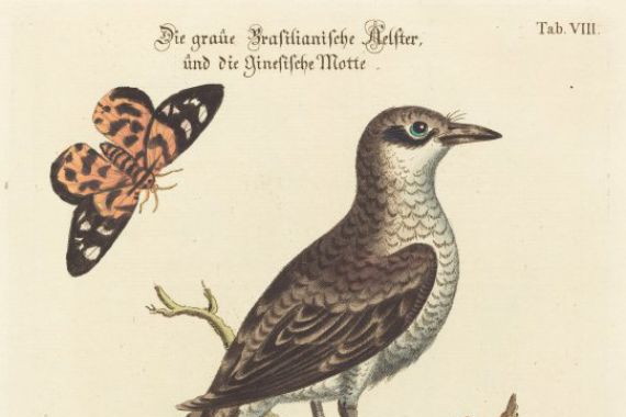 Johann Michael Seligmann after George Edwards