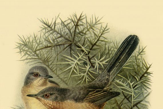 Johannes Keulemans