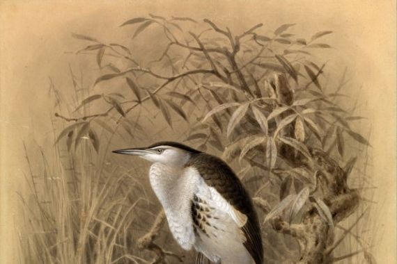John Gerrard Keulemans