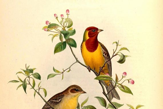John Gould and Henry C. Richter