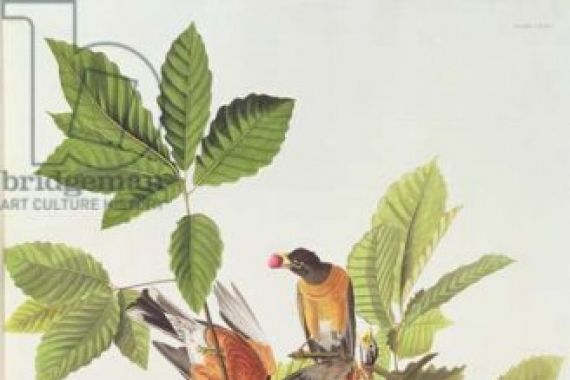 John Woodhouse after Audubon