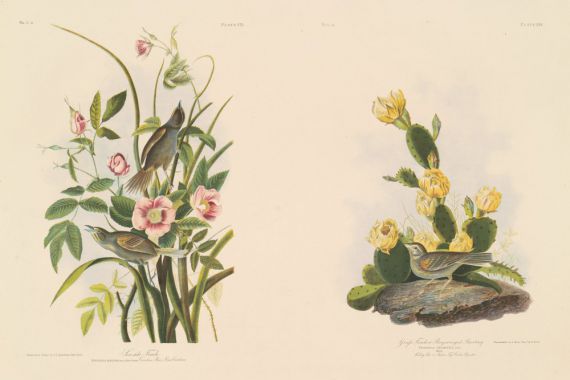 Julius Bien after John James Audubon