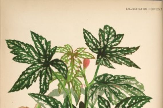 Linden