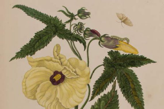 Maria Sibylla Graff (after) Merian