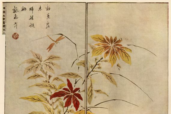 Ooka Shunboku