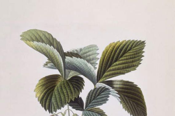 Pierre Antoine (after) Poiteau