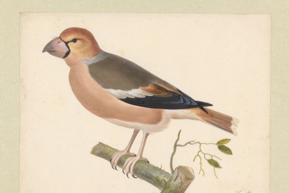 Pieter Holsteyn (I)