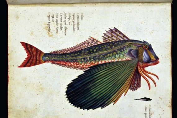 Ulisse Aldrovandi