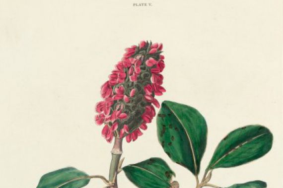 William Home Lizars after John James Audubon