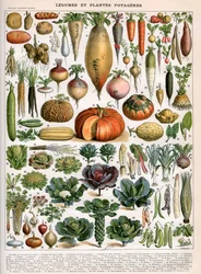 Vihanneslajikkeiden kuvitus, n. 1905-10 (värilitro)