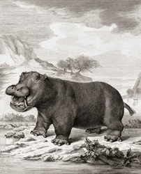 Virtahepo (Hippopotamus amphibius)
