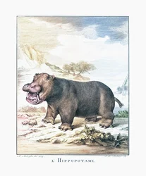 Virtahepo (Hippopotamus amphibius)