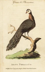 Suuri argus-fasaani, Argusianus argus
