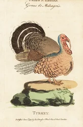 Turkki, Meleagris gallopavo