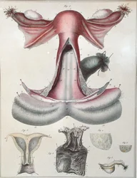 Kohdun anatomia Jules Cloquet