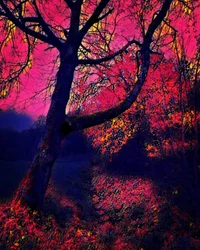 Twilight.