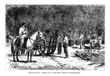 Kahvin sadonkorjuu, Brasilia, 1800-luku
