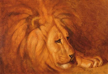 Lion at Rest (öljy kankaalle)