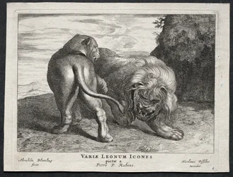 Erilaisia lioneita