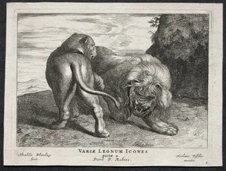 Erilaisia lioneita.