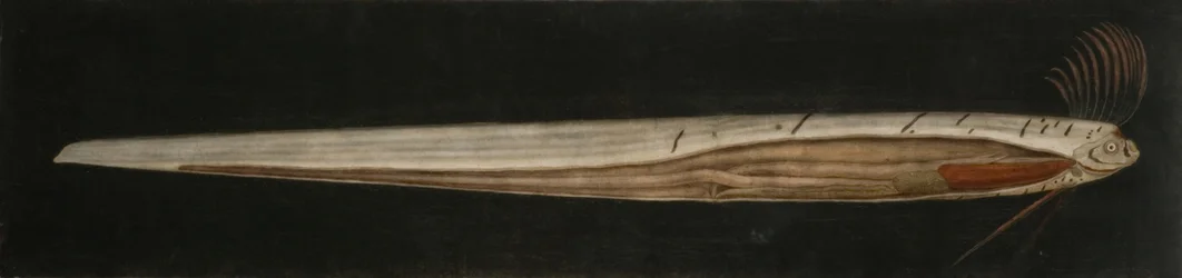 Nauhakalan sisäinen anatomia, Cullercoats