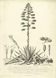Kukkiva amerikkalainen aloe, 1757 Clusiuksen amerikkalainen aloe tai Linnaeuksen agave (...) Kukkii vuoden kesällä 1757, kirjoittanut Jac: Schuurmans Stkehooven, Leidenin kukkakauppias (otsikko esineessä)