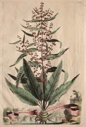 Utelias fytografia