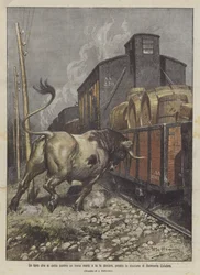 Härkä, joka heittäytyy tavarajunaa vasten ja saa sen poikkeamaan Belmonte Calabron asemalla