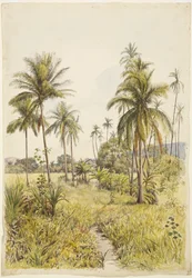 Palmut, Colima (akvarelli)