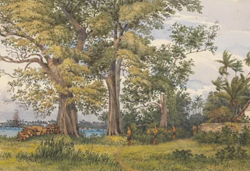 "Apian lahti, Upolu, Navigaattorisaaret, [Samoa] sairaalahuoneeni verannalta, 6. marraskuuta 1849".