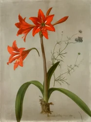 Amaryllis und Gilia