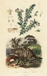 Aardwolf, arabiaherne ja täi.