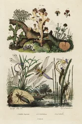 Chaser, skimmer ja jäkälät., 1834-1839 (kaiverrus)