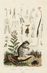 Dormouse, copepod ja kovakuoriainen. ,1834-1839 (kaiverrus)
