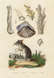 Elefanttirauta, simpukka ja korallit., 1834-1839 (kaiverrus)