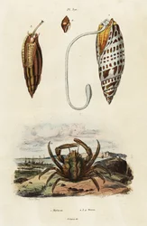 Jiirin kuoret ja vihreä tarttuva rapu, 1834-1839 (kaiverrus)