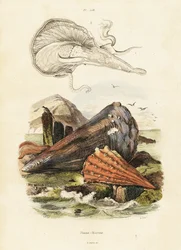 Kynän kuoret tai viuhkasinisimpukat. ,1834-1839 (kaiverrus)