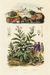Merietanat ja tupakkakasvi. ,1834-1839 (kaiverrus)
