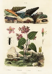 Trumpettietanat, sotilaskuoriaiset ja Clidemia., 1834-1839 (kaiverrus)