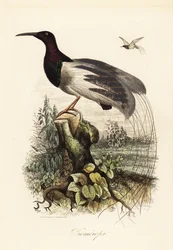 12-lankainen paratiisin lintu, Seleucidis melanoleucus