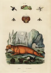 Mursu ja kärpäset. ,1834-1839 (kaiverrus)