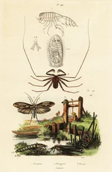 Piiskaa hämähäkki ja caddisfly.