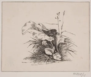 Viulu