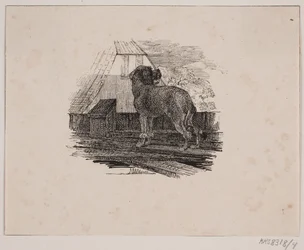 Villakoira koira